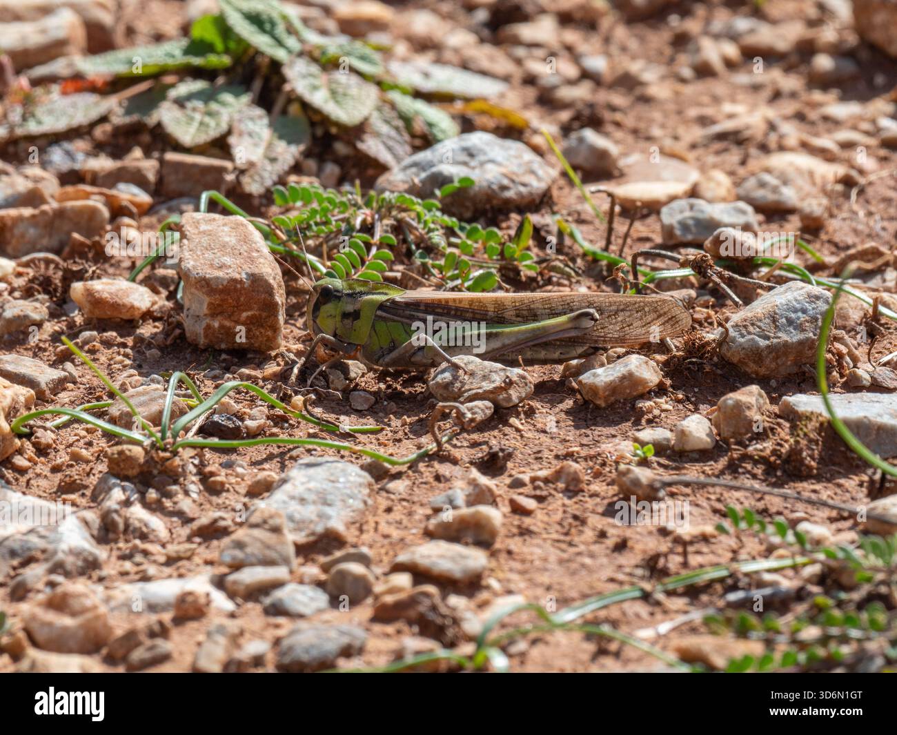Locusta migratoria (Locusta migratoria), endemica dell'Europa meridionale e non una specie di peste, sulla penisola di mani, nel Peloponneso Foto Stock