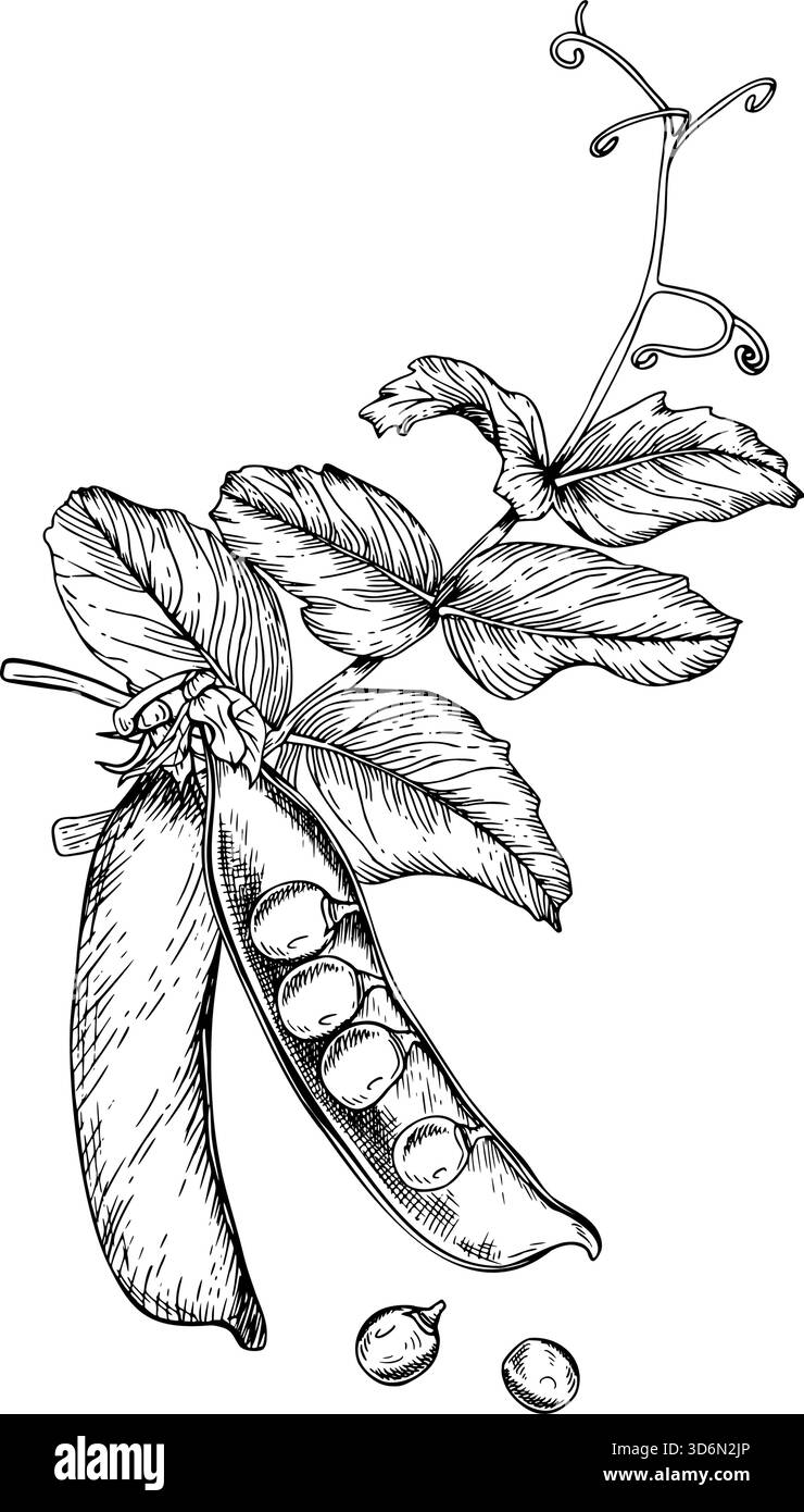 Composizioni di foglie delicate di pisello verde, tendini ricci e due cialde. Uno aperto con piselli rotondi all'interno e due piselli sciolti accanto. Disegnato a mano Illustrazione Vettoriale