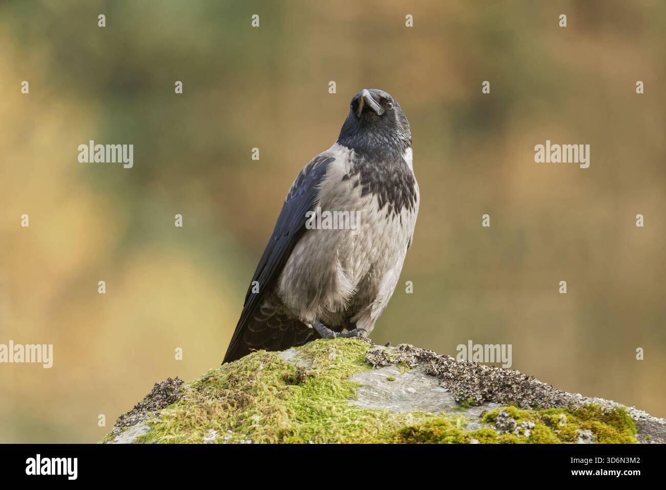 Corvus corone cornix Foto Stock