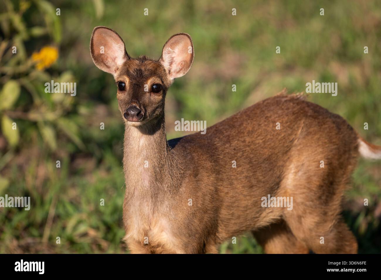 Splendida vista sul cervo marrone nel Pantanal di Miranda Foto Stock