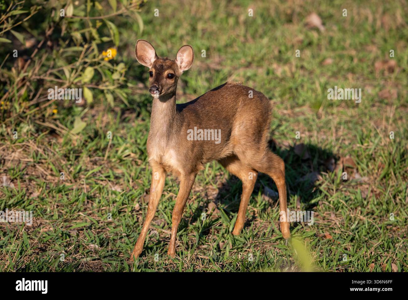 Splendida vista sul cervo marrone nel Pantanal di Miranda Foto Stock