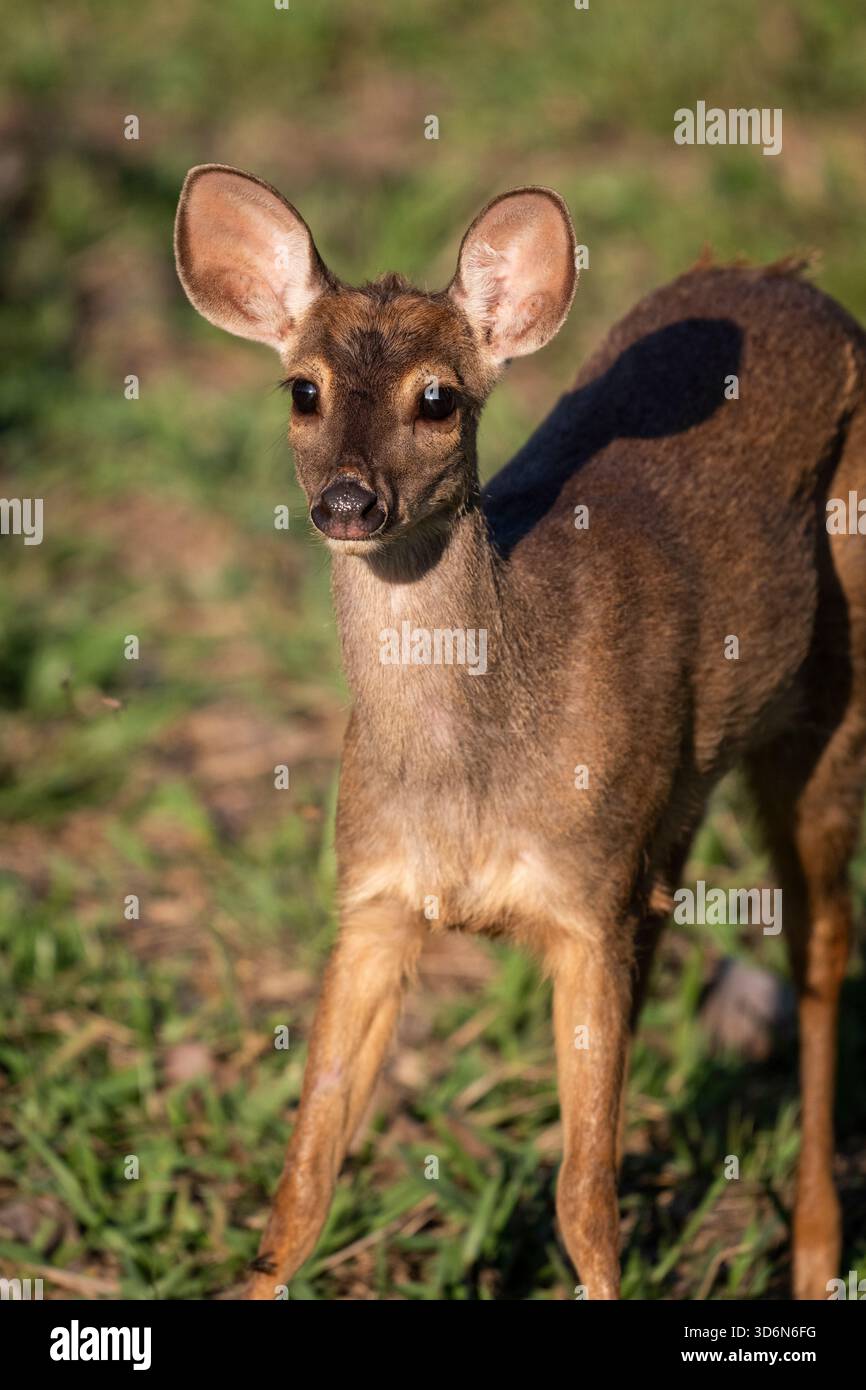 Splendida vista sul cervo marrone nel Pantanal di Miranda Foto Stock