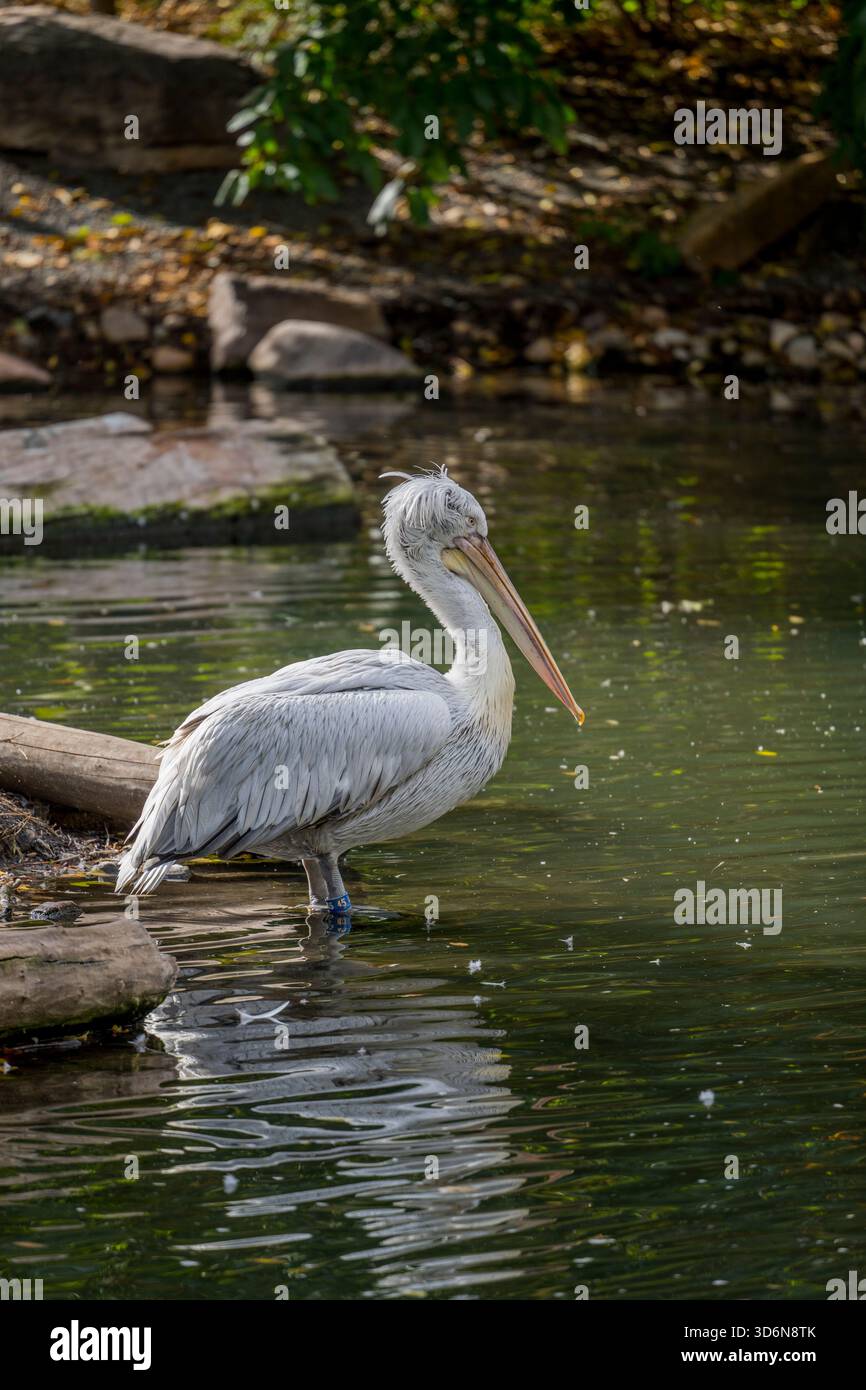 Un pellicano dalmata (Pelecanus crispus), noto anche come pellicano dalla testa riccia, al Tracy Aviary al Liberty Park di Salt Lake City, Utah, USA. Foto Stock