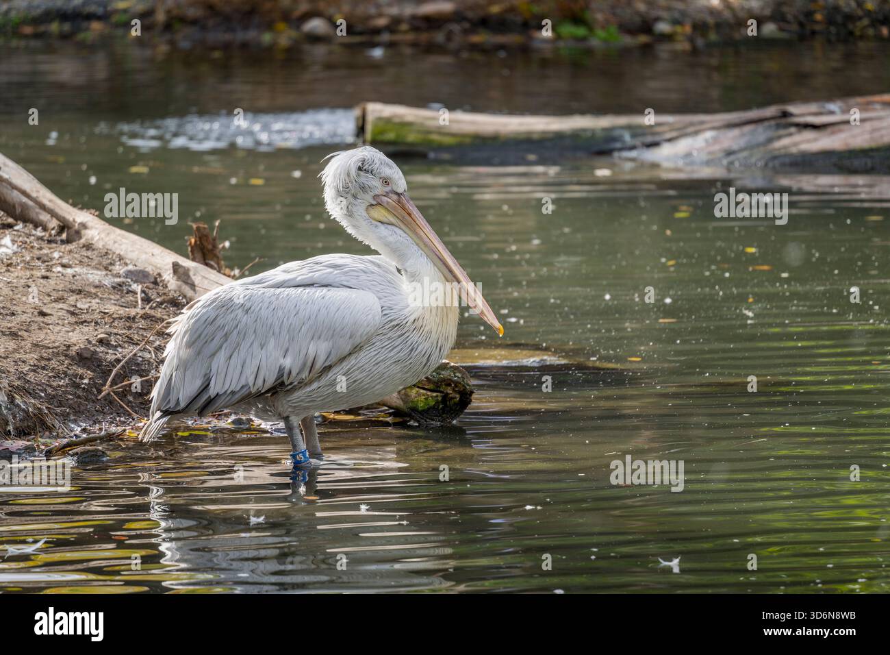 Un pellicano dalmata (Pelecanus crispus), noto anche come pellicano dalla testa riccia, al Tracy Aviary al Liberty Park di Salt Lake City, Utah, USA. Foto Stock