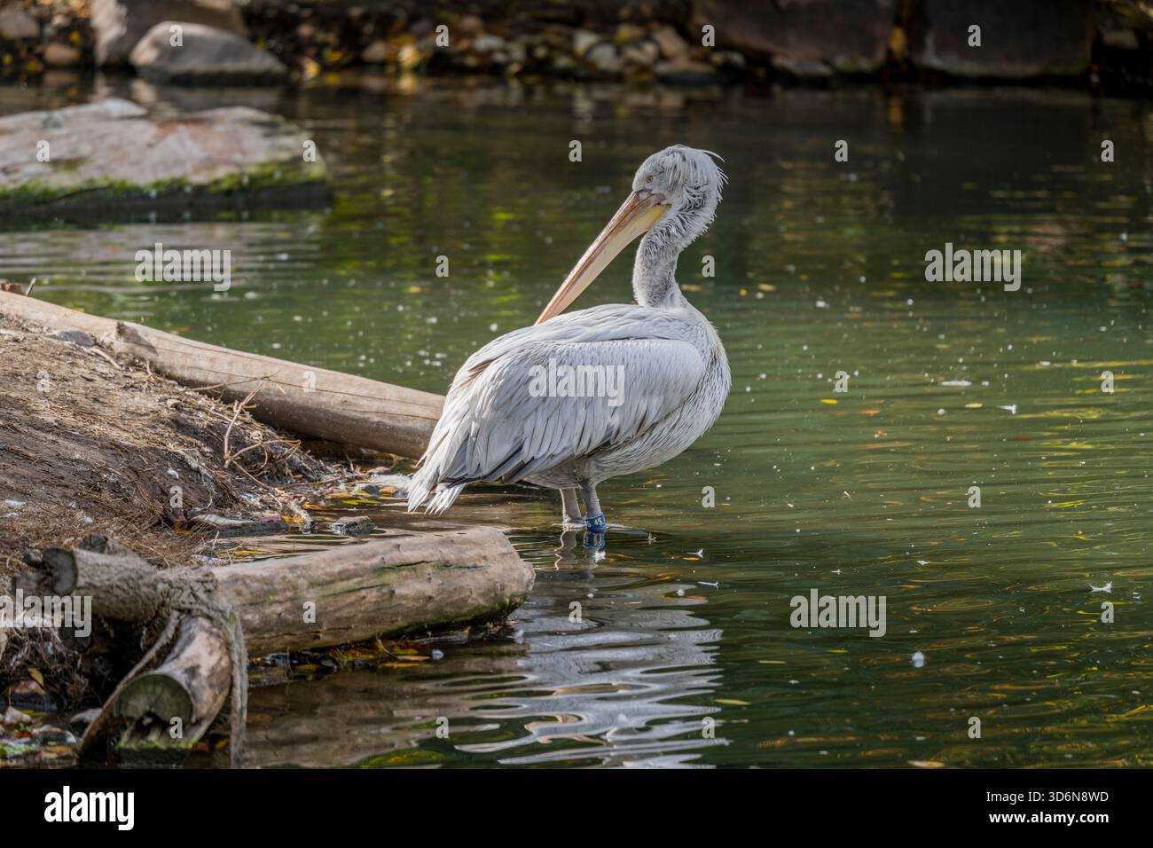 Un pellicano dalmata (Pelecanus crispus), noto anche come pellicano dalla testa riccia, al Tracy Aviary al Liberty Park di Salt Lake City, Utah, USA. Foto Stock