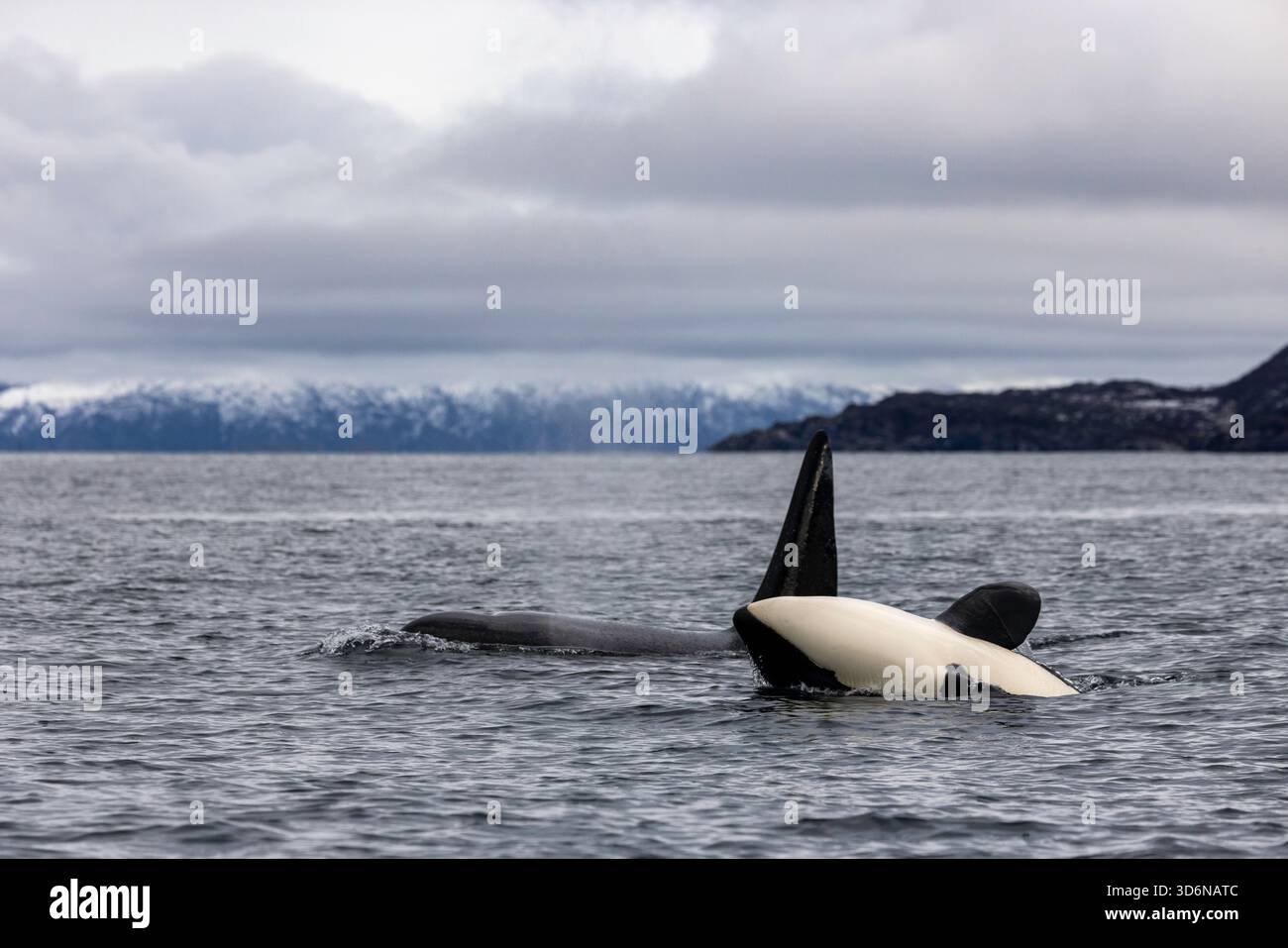 Orca che si aggira sotto i cieli artici Foto Stock