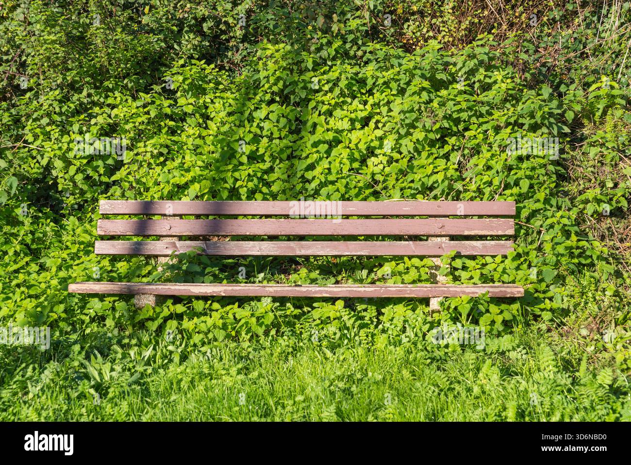 Panca pubblica in legno circondata da erbacce sovrastate Foto Stock