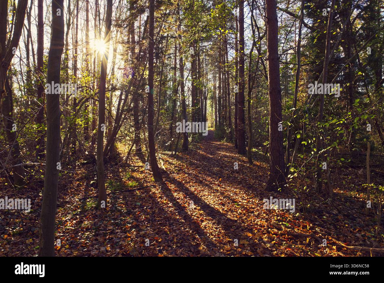 Colworth Woods, Sharnbrook, Bedfordshire, Inghilterra, Regno Unito - il sole tra gli alberi con raggi di luce attraverso il sentiero della foresta in autunno Foto Stock