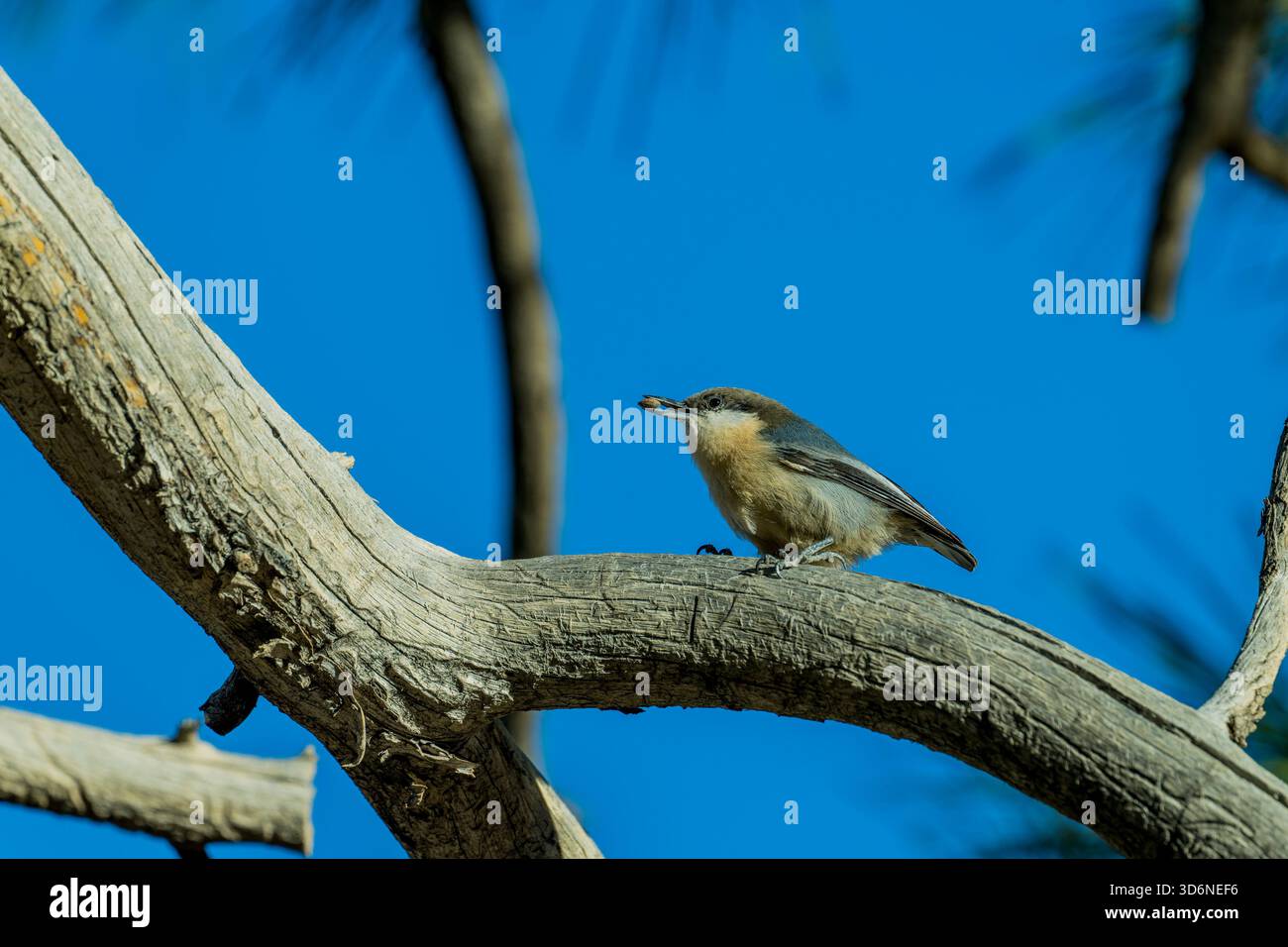 Un nuthatch pigmeo (Sitta pygmaea) in un pinyon lungo il Queens Garden Trail vicino a Sunrise Point, Bryce Canyon National Park, Utah, United Stat Foto Stock