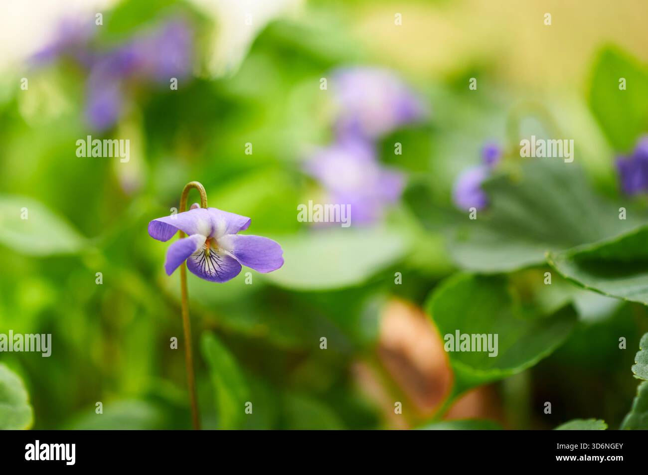 Vista ravvicinata di un fiore viola di legno (Viola odorata o viola alba) in piena fioritura in un giardino mediterraneo coperto di violette (Alicante, Spagna) Foto Stock