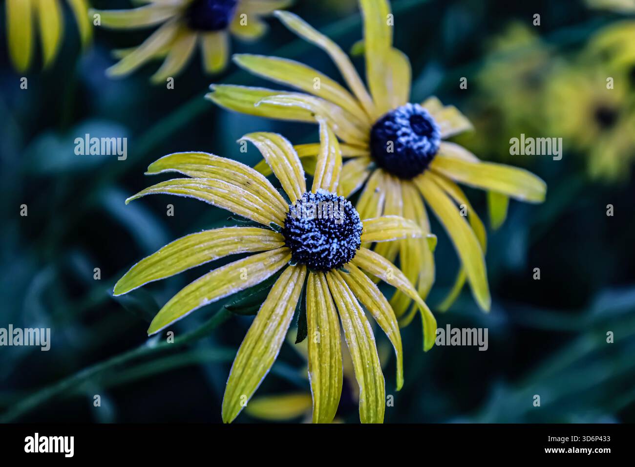Primo piano di due fiori di rudbeckia con petali gialli luminosi e centri viola scuro ricoperti di gelo. Il paraspruzzi aggiunge brillantezza e consistenza Foto Stock