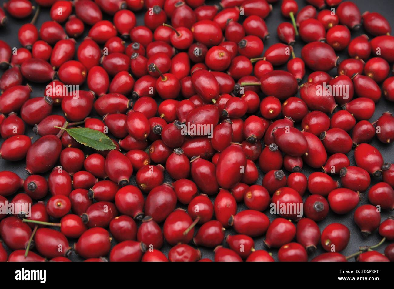 Una densa diffusione di bacche di rosehip mature su una superficie scura. I toni del rosso intenso accentuano il loro aspetto decorativo naturale e il loro contrasto vivace. Foto Stock