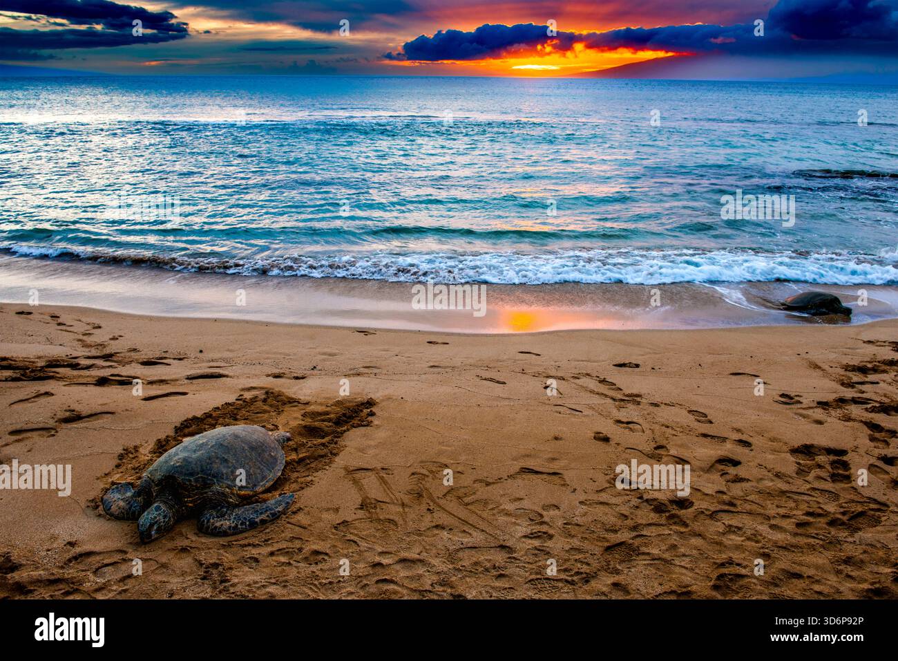 Tartarughe marine che riposano su una spiaggia sabbiosa al tramonto, con nuvole colorate e calme onde oceaniche lungo la costa. Foto Stock