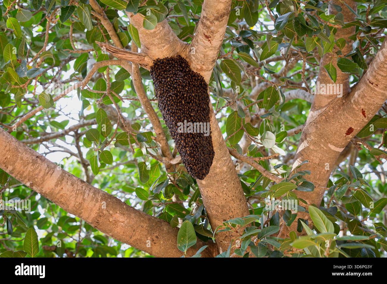 Nido di api mellifere giganti (Apis Dorsata) attaccato all'albero nel Parco Nazionale di Udawalawe, Sri Lanka Foto Stock