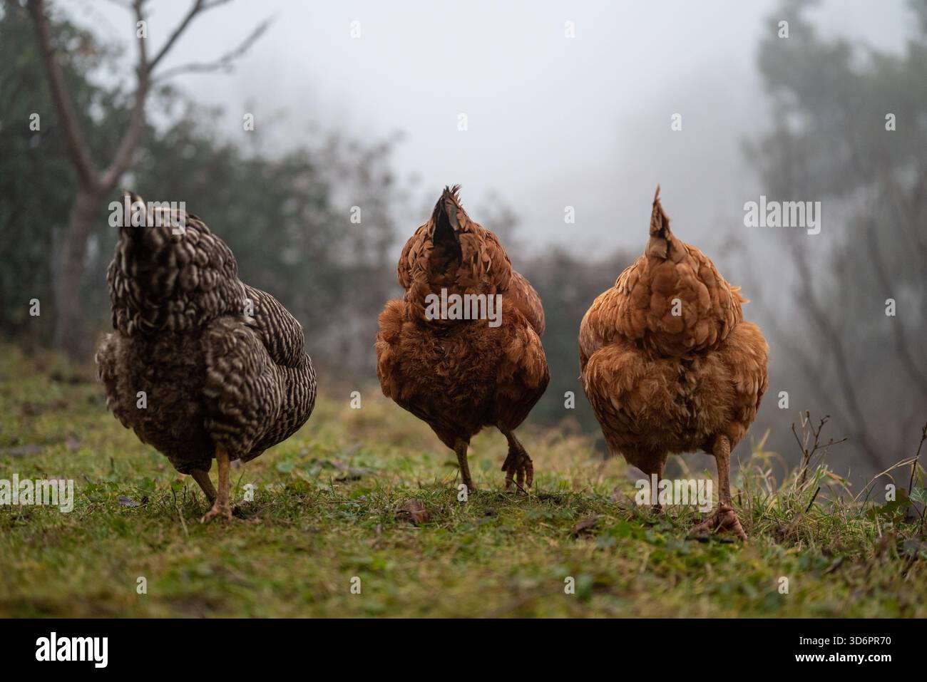 Tre polli all'aperto da dietro nella mattina nebbiosa sul pascolo, una fattoria divertente con galline marroni e macchiate che mostrano piume soffici. Foto Stock