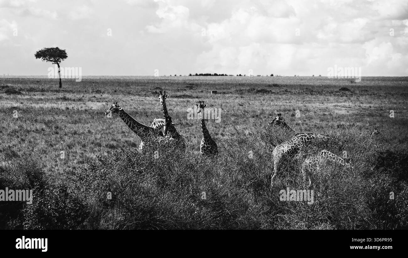 Fotografia straordinaria di animali neri e bianchi con giraffe africane in Kenya. Catturate durante il safari attraverso le savane, queste belle immagini artistiche sono in mostra Foto Stock