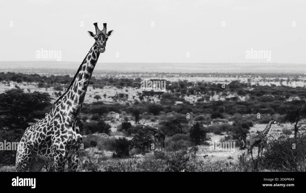 Sorprendente fotografia in bianco e nero con giraffe africane in Tanzania. Catturate durante un safari attraverso le savane, queste belle immagini artistiche Foto Stock