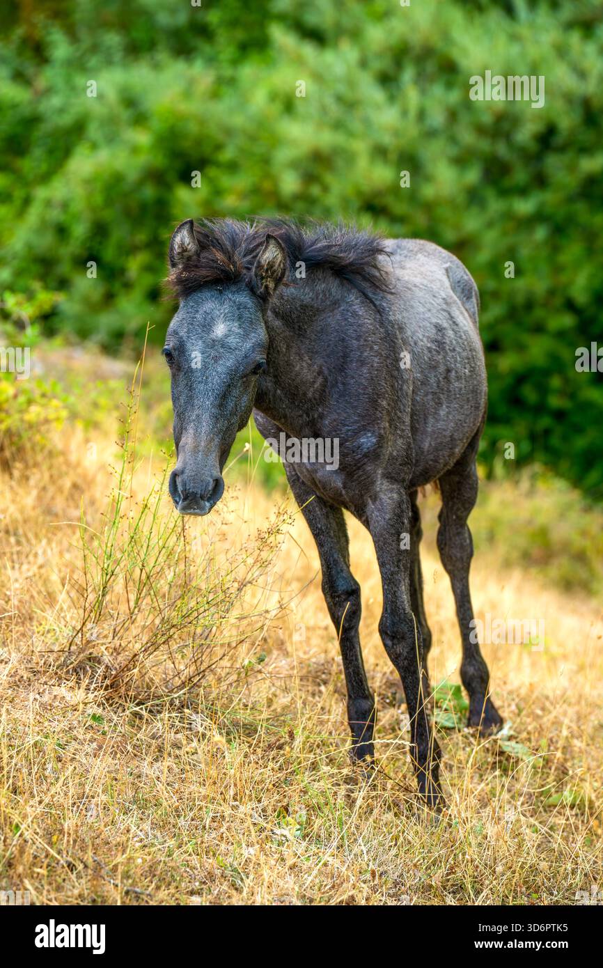 Il giovane pony selvatico pascolano su un pendio asciutto alla luce della tarda estate Foto Stock