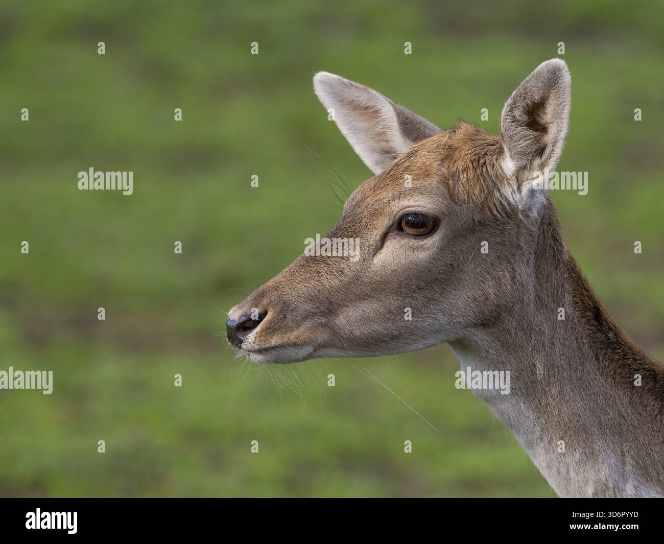Ritratto di un cervo a riposo, Renania settentrionale-Vestfalia, Germania Foto Stock