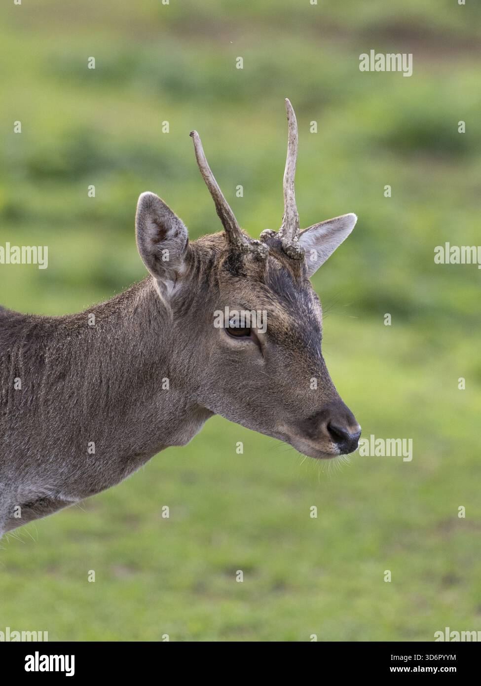 Ritratto di un cervo a riposo, Renania settentrionale-Vestfalia, Germania Foto Stock