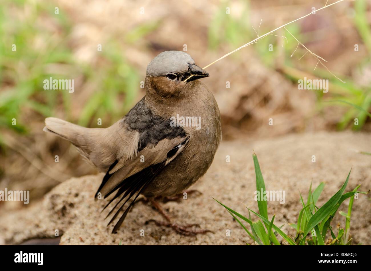 tessitore sociale con tetto grigio (Pseudonigrita arnaudi) in Tanzania, Africa Foto Stock