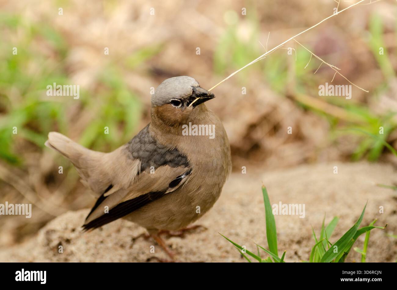 tessitore sociale con tetto grigio (Pseudonigrita arnaudi) in Tanzania, Africa Foto Stock