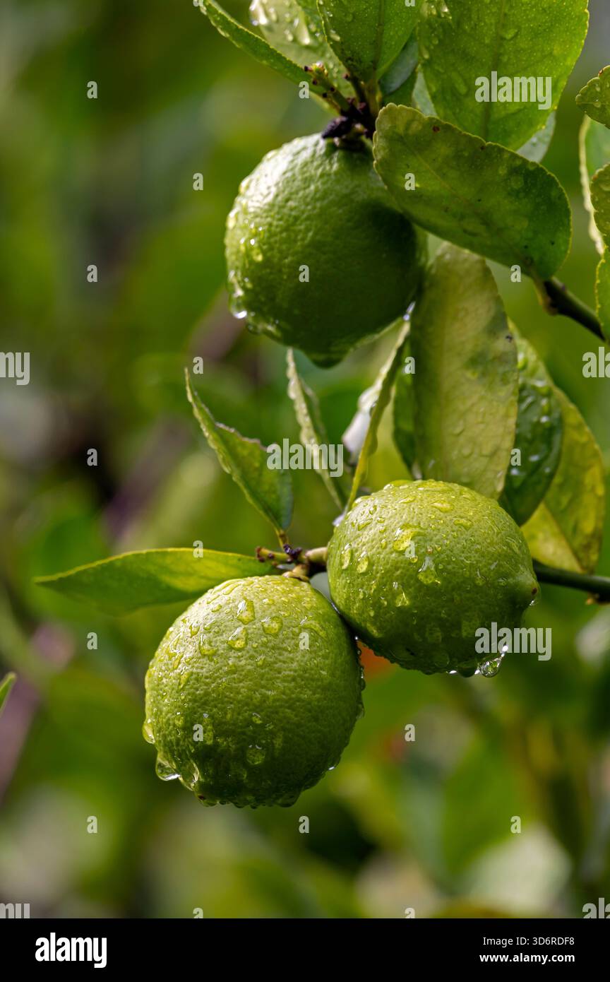 Fiori di limone e frutta bagnati. Foto Stock