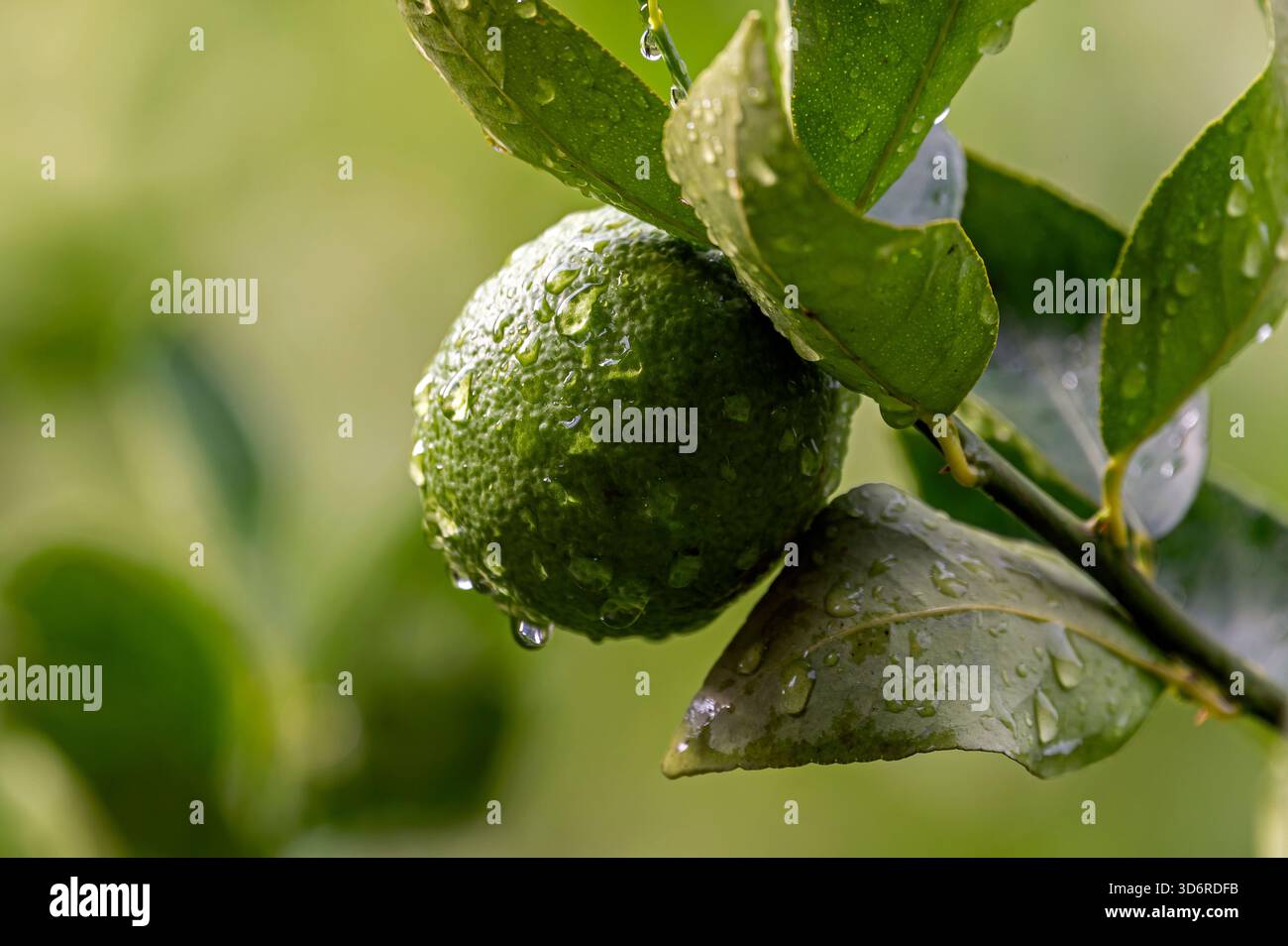 Fiori di limone e frutta bagnati. Foto Stock
