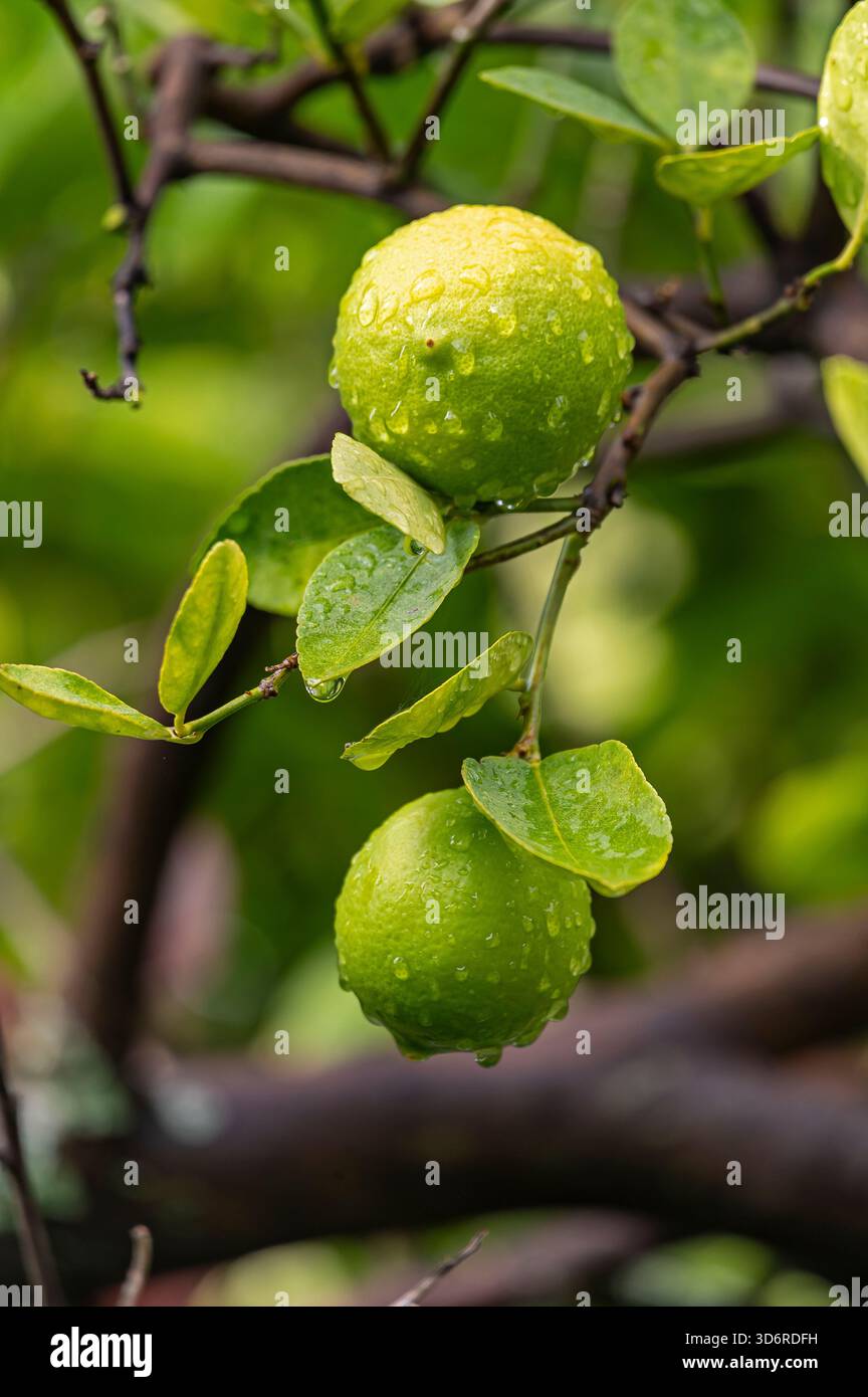 Fiori di limone e frutta bagnati. Foto Stock