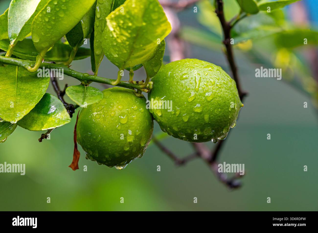 Fiori di limone e frutta bagnati. Foto Stock