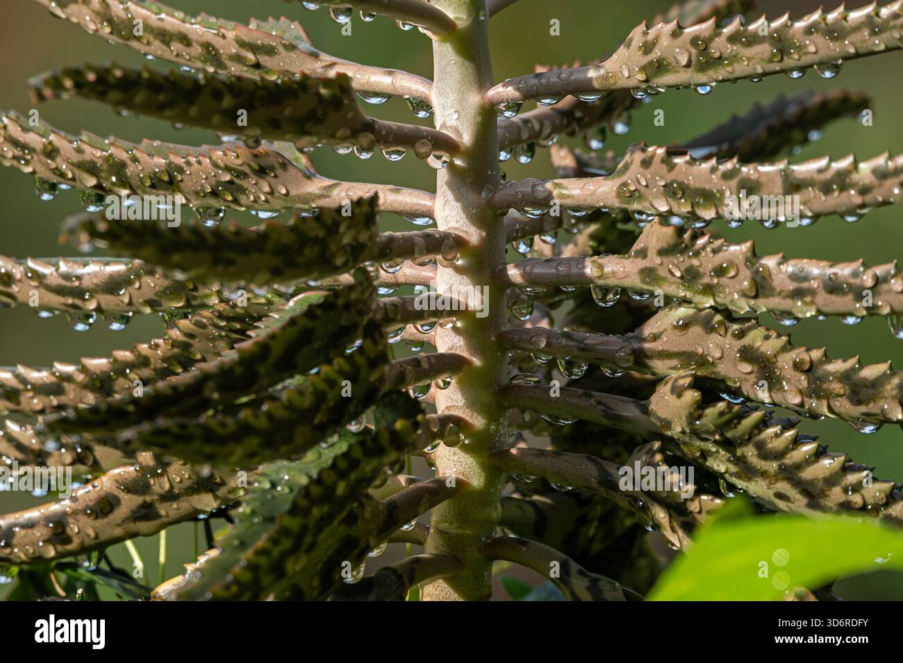 Una foglia con goccioline d'acqua Foto Stock