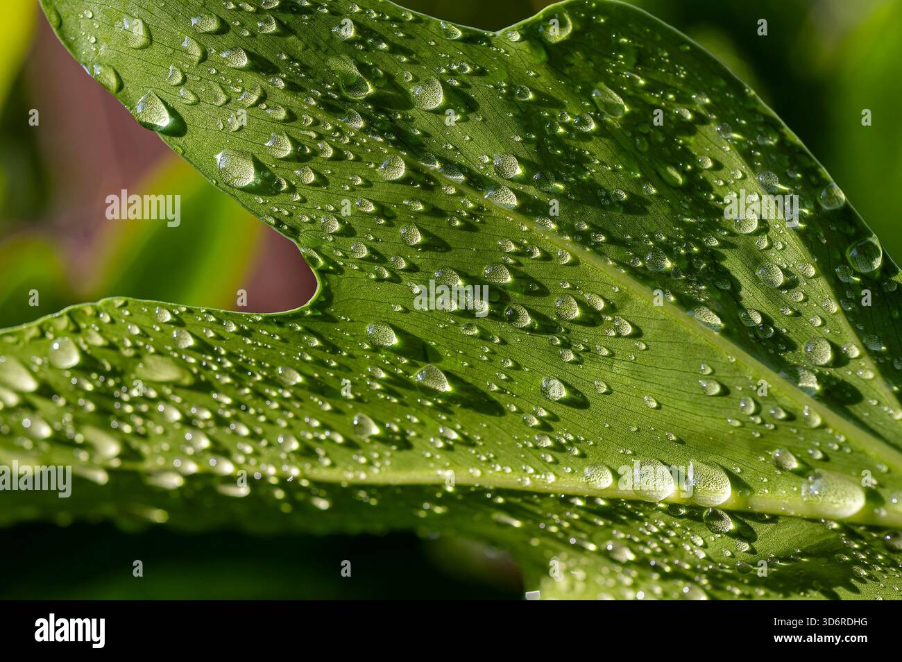 Una foglia con goccioline d'acqua Foto Stock