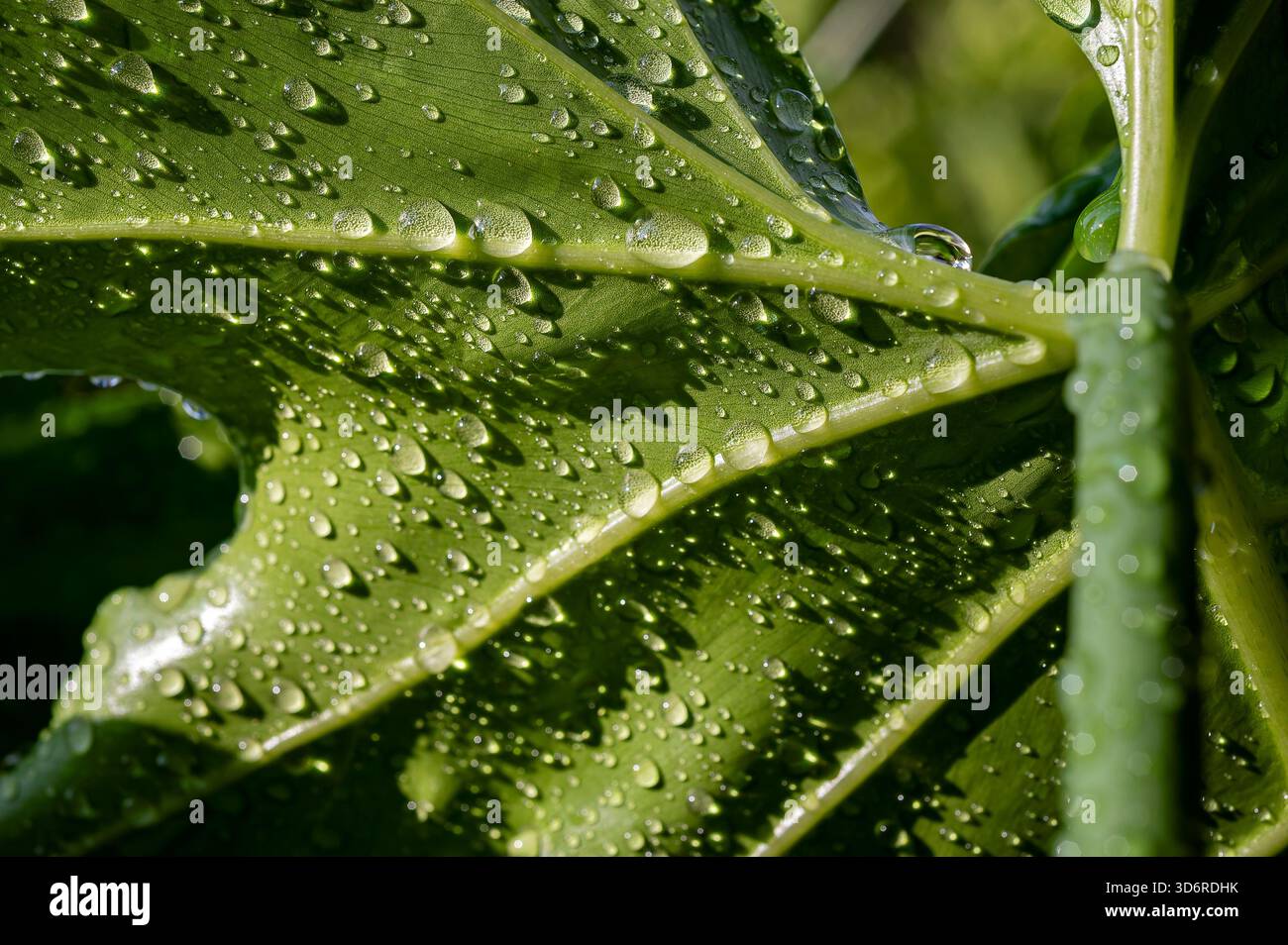 Una foglia con goccioline d'acqua Foto Stock