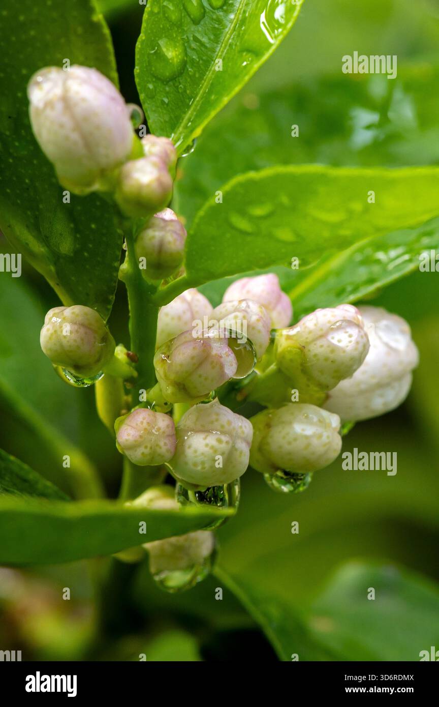 Fiori di limone e frutta bagnati. Foto Stock