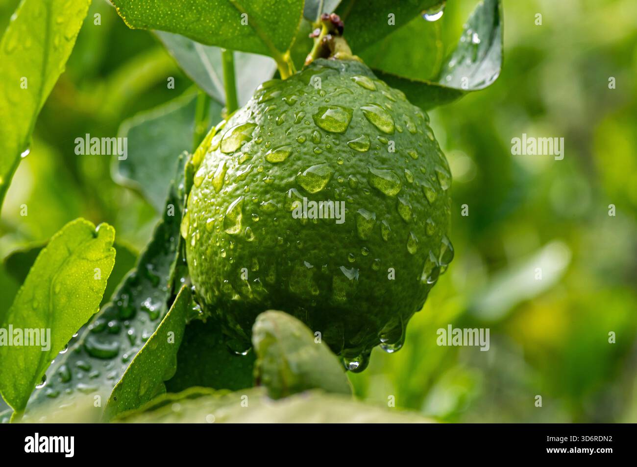 Fiori di limone e frutta bagnati. Foto Stock