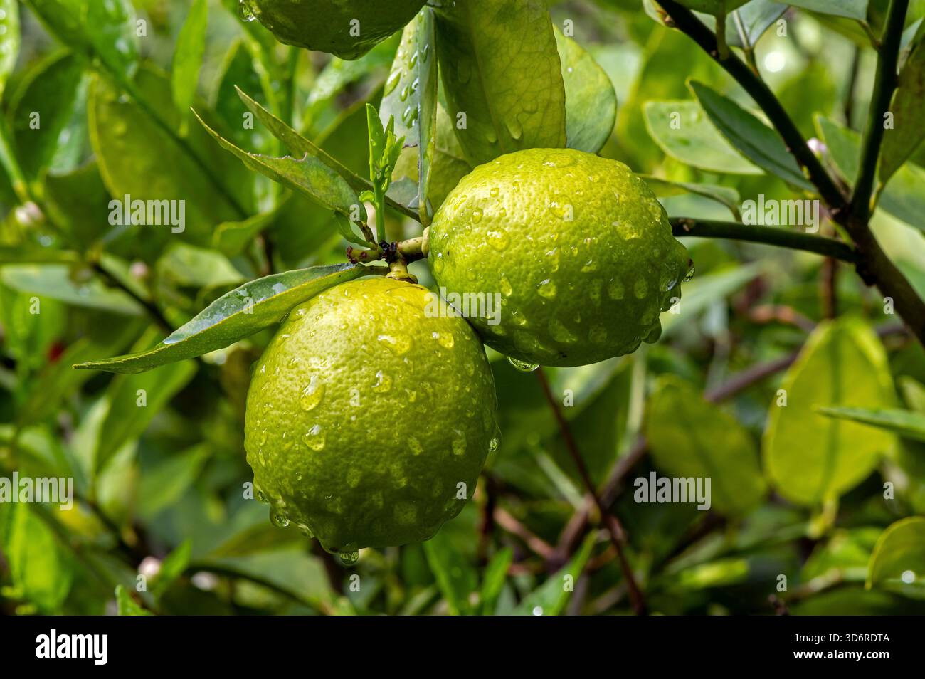 Fiori di limone e frutta bagnati. Foto Stock