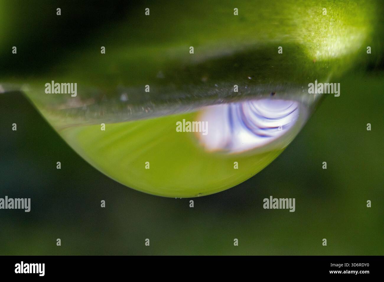Gocce d'acqua appese alla pianta Foto Stock