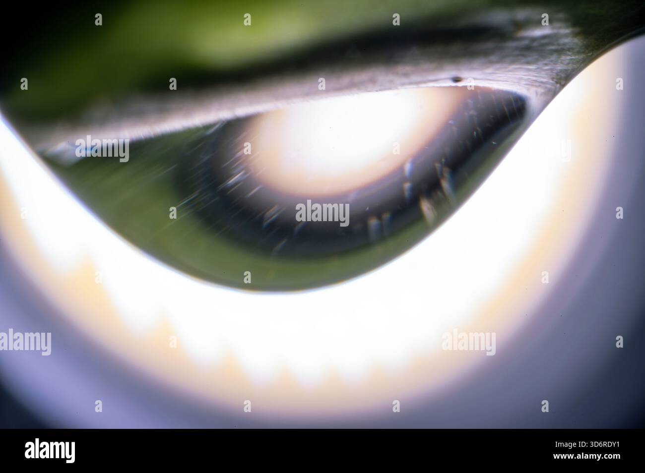 Gocce d'acqua appese alla pianta Foto Stock