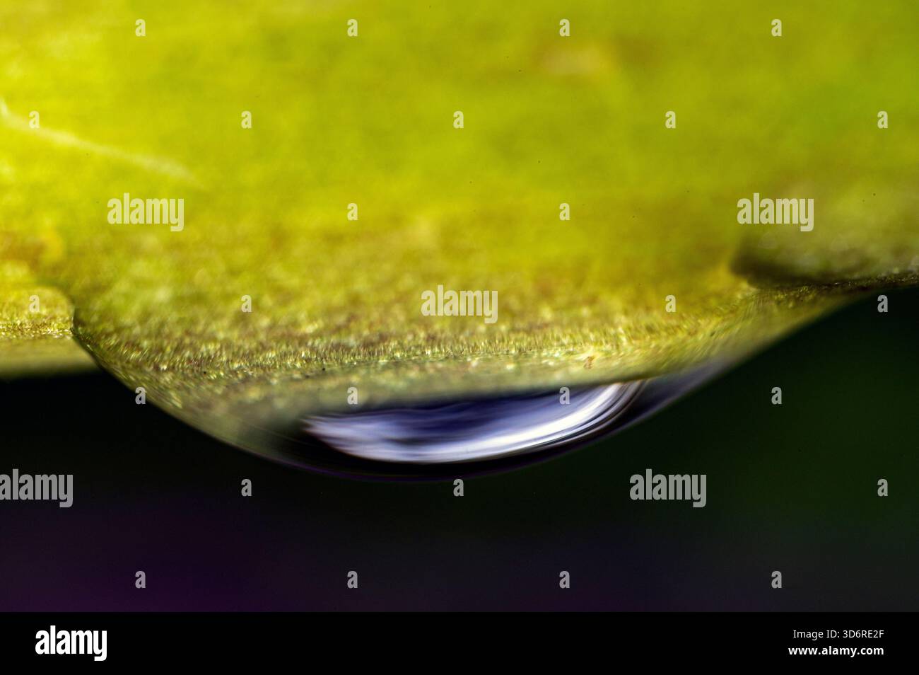 Gocce d'acqua appese alla pianta Foto Stock