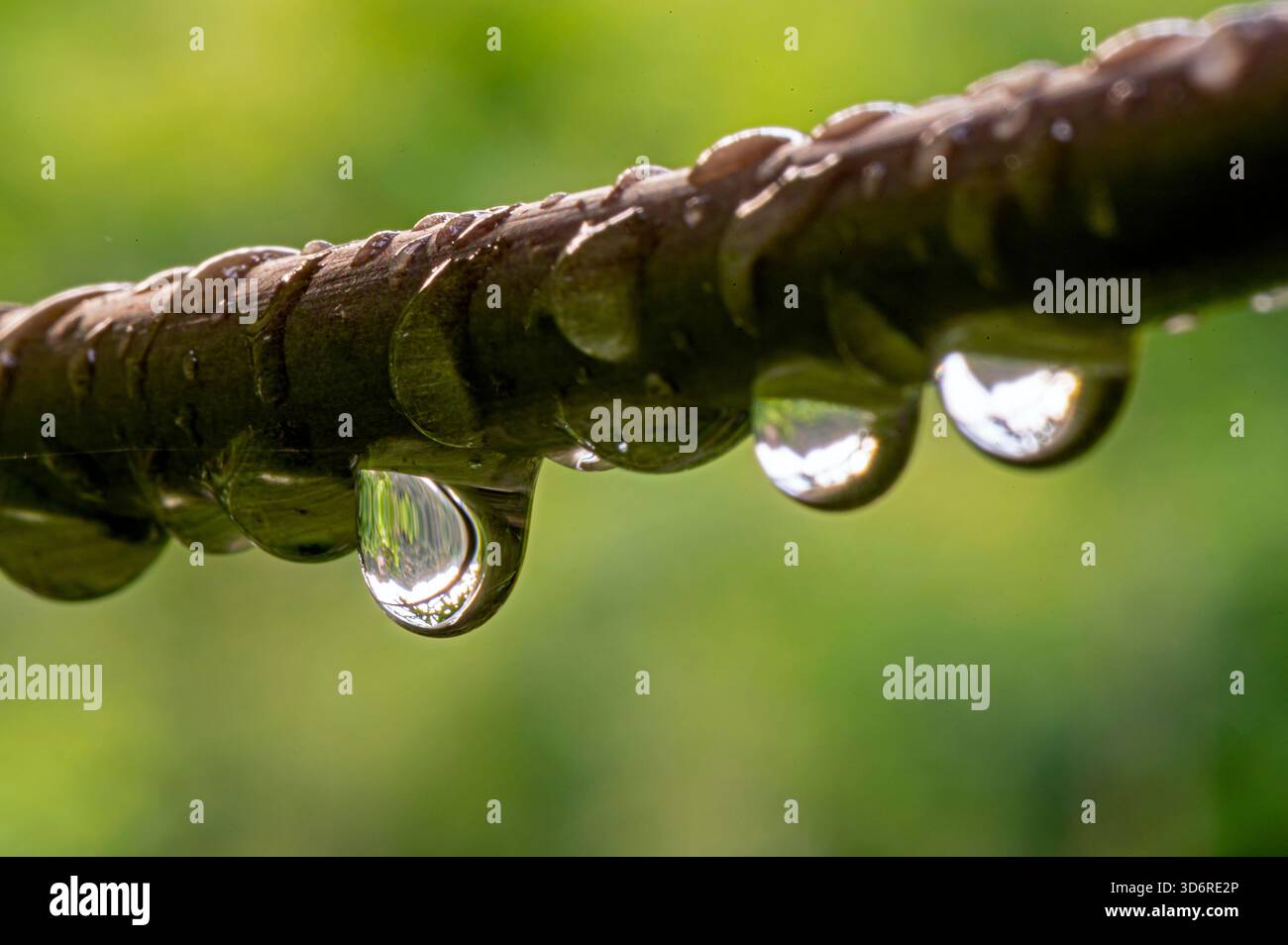 Gocce d'acqua appese alla pianta Foto Stock