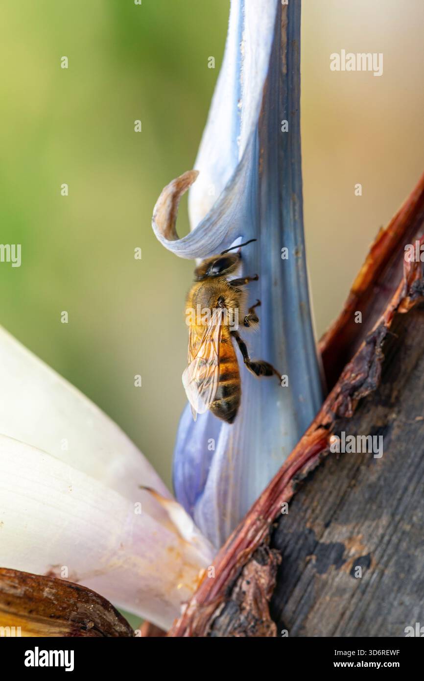 Una visita ad un giardino di piante. Yautepec, Morelos, Messico. Gennaio 2025 Foto Stock