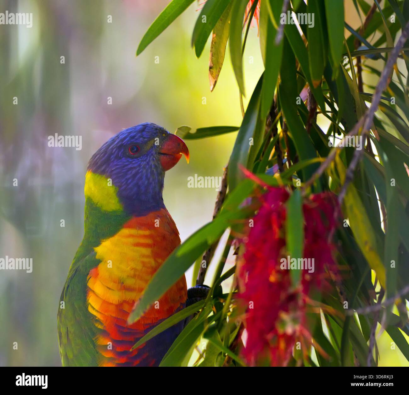 Un Rainbow Lorikeet nativo dell'Australia si nutre del nettare e della spazzola per bottiglie australiana Foto Stock