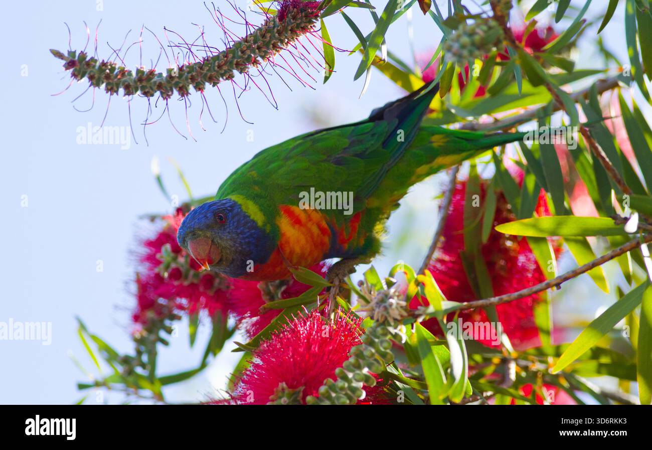 Un Rainbow Lorikeet nativo dell'Australia si nutre del nettare e della spazzola per bottiglie australiana Foto Stock