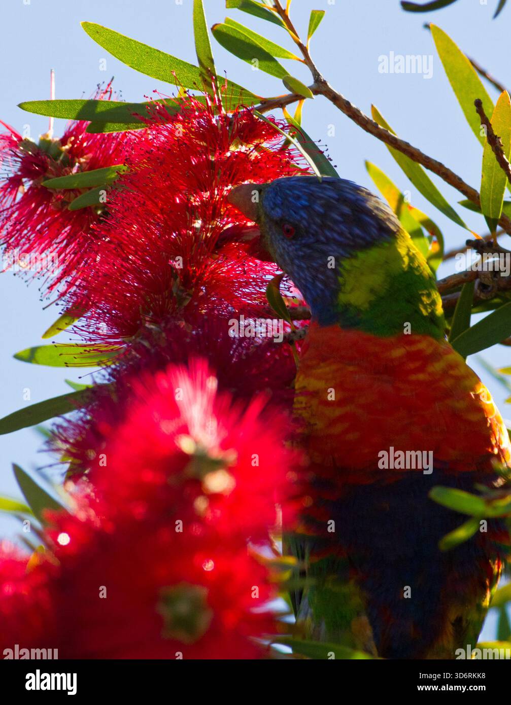 Un Rainbow Lorikeet nativo dell'Australia si nutre del nettare e della spazzola per bottiglie australiana Foto Stock