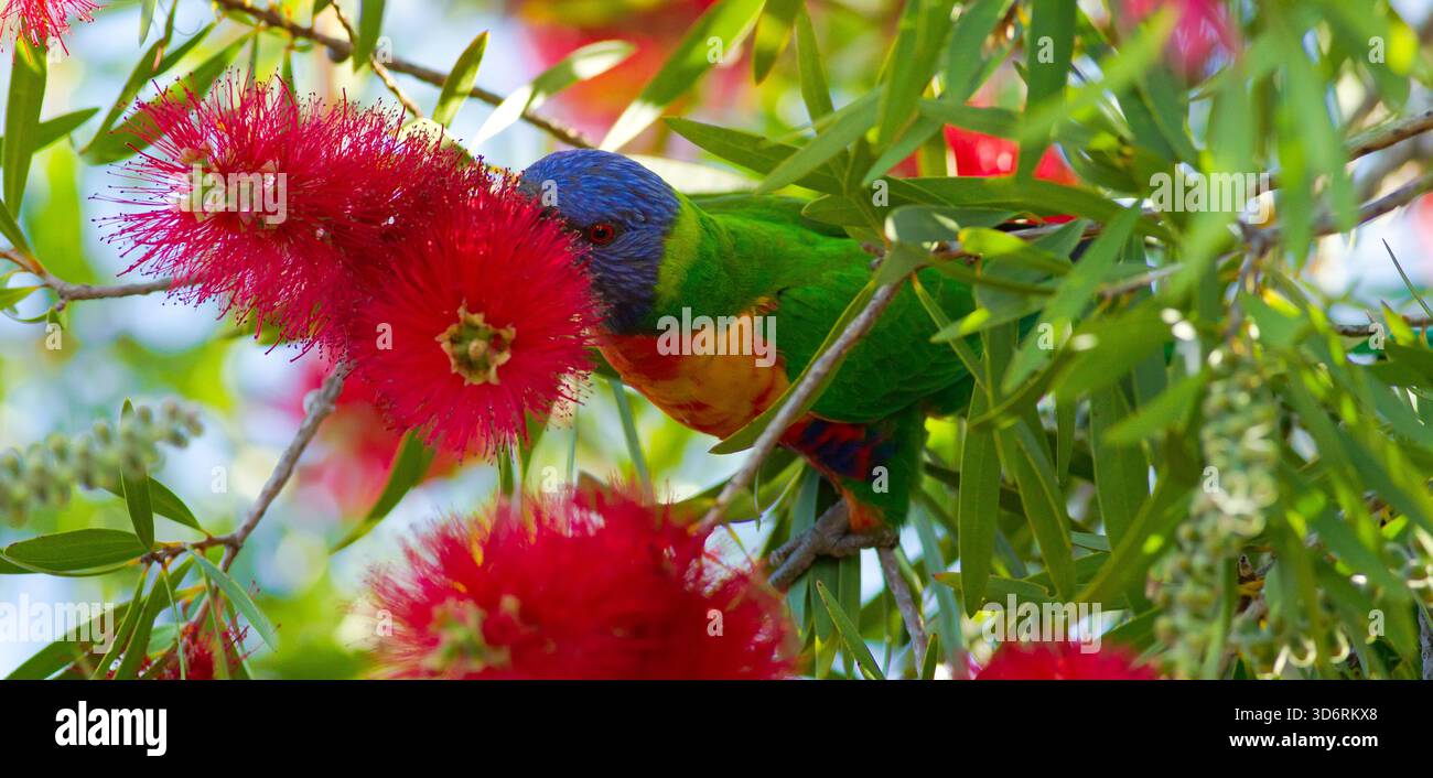 Un Rainbow Lorikeet nativo dell'Australia si nutre del nettare e della spazzola per bottiglie australiana Foto Stock