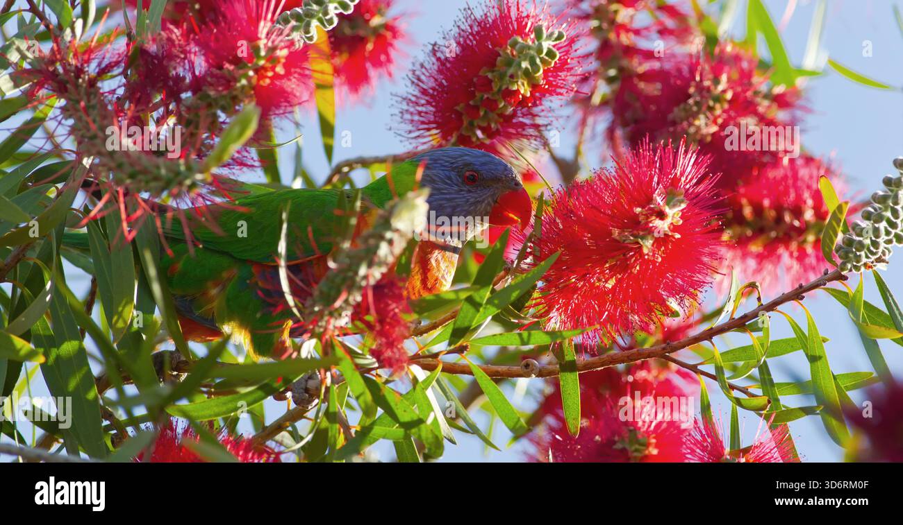 Un Rainbow Lorikeet nativo dell'Australia si nutre del nettare e della spazzola per bottiglie australiana Foto Stock