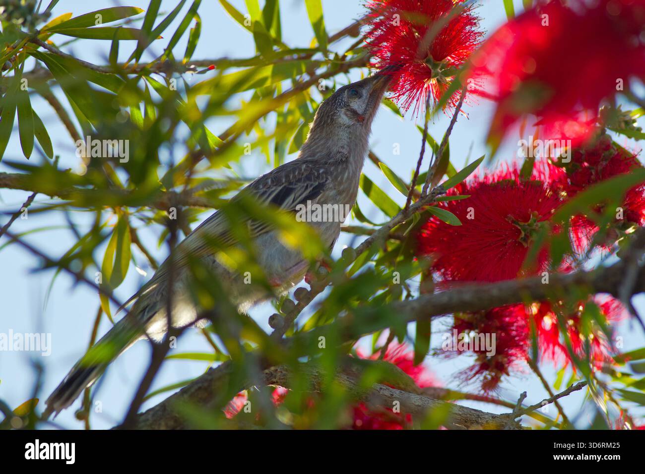 Un uccello Wattle nativo australiano si nutre del nettare e della spazzola per bottiglie australiana Foto Stock