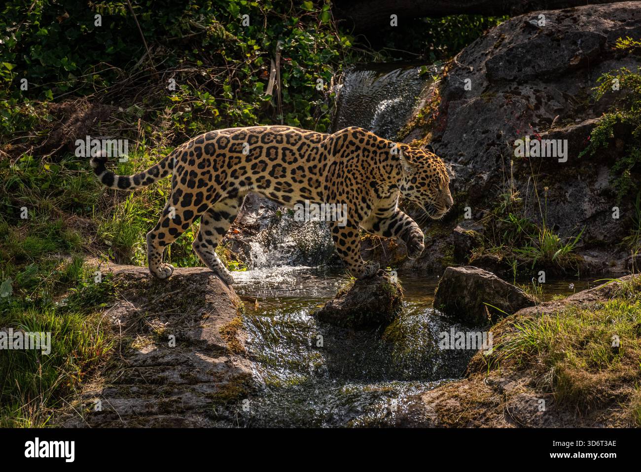 forse il più difficile tra i grandi gatti da fotografare in natura. quando hanno abbastanza spazio in uno zoo, le jags possono mostrare la loro magia in modo meraviglioso Foto Stock