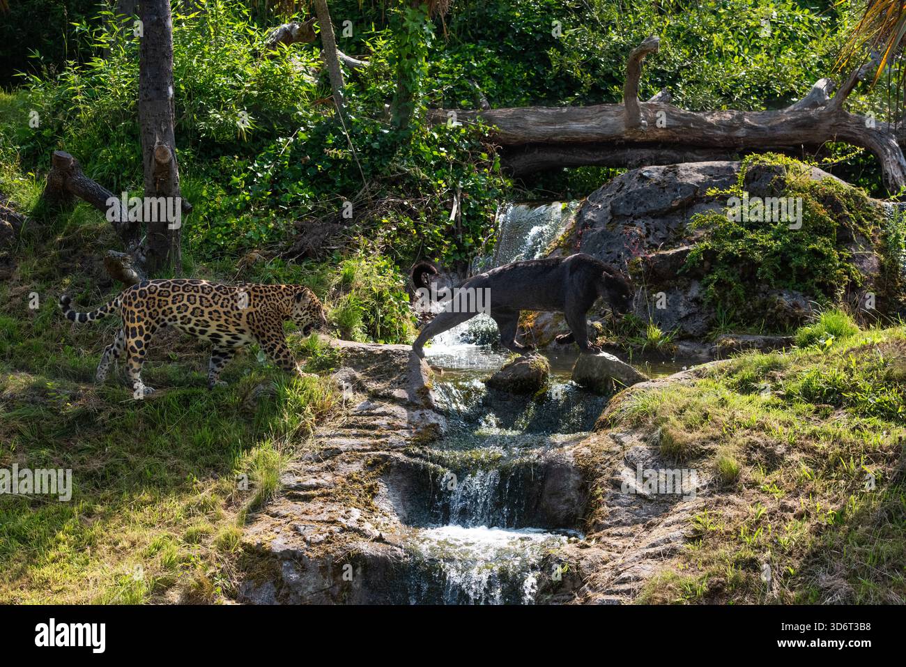 forse il più difficile tra i grandi gatti da fotografare in natura. quando hanno abbastanza spazio in uno zoo, le jags possono mostrare la loro magia in modo meraviglioso Foto Stock