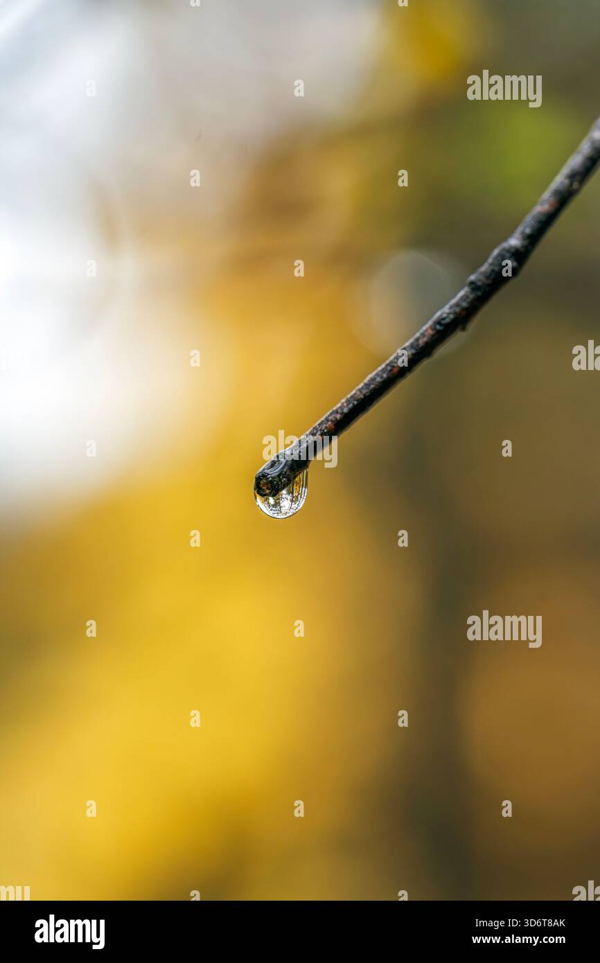 Foto macro dettagliata della goccia di acqua trasparente appesa al ramo Dark Tree con bokeh di sfondo giallo brillante Foto Stock